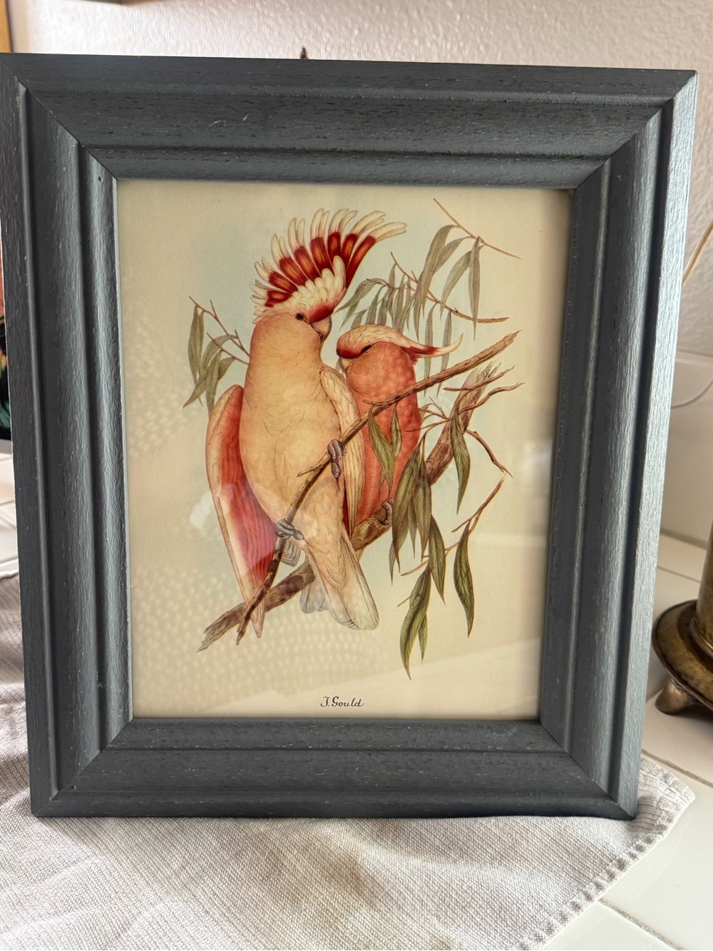 Vintage Cockatoo Framed Art Print - Blush Pink & Cream